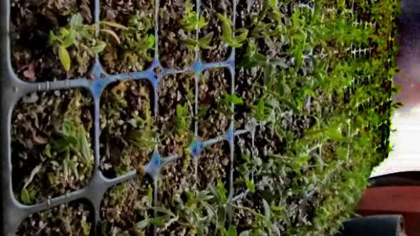 膨胀珍珠岩发现高效农业生产，用作床土又种稻子又种菜