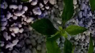 膨胀珍珠岩在园艺种植栽培中的优势